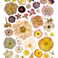 Pressed Flowers Collage | Downloadable Print