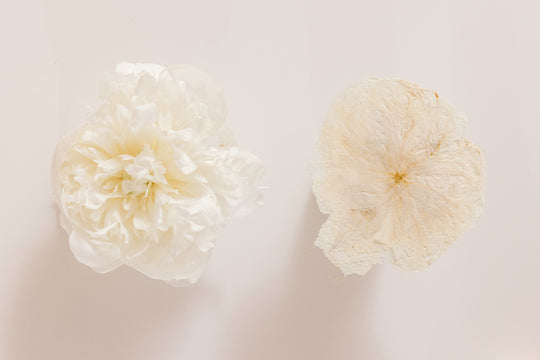 Fresh white peony flower vs. pressed white peony flower